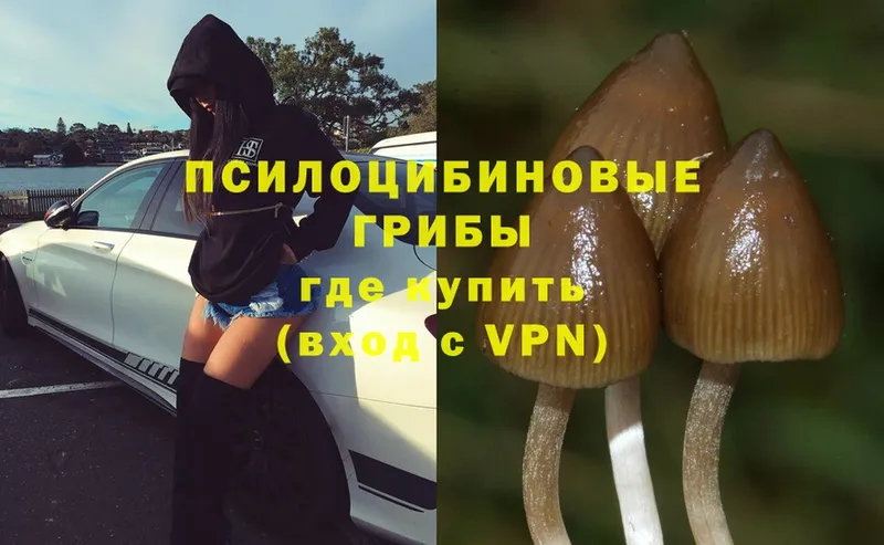 Галлюциногенные грибы Psilocybe  Выборг 